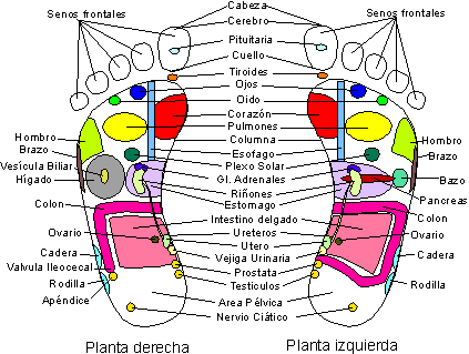 cuerpo humano organos. órganos de nuestro cuerpo.